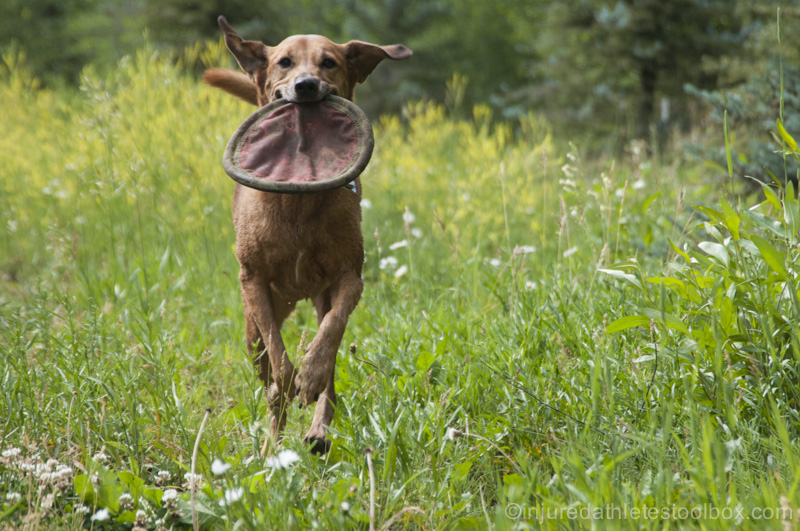 Dog happiness